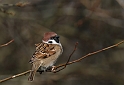 Tree sparrow - D